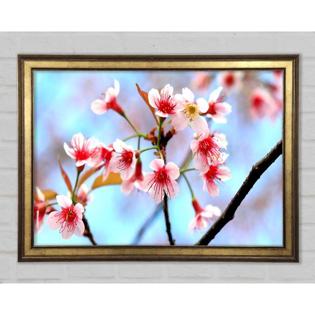 Wild Himalayan Cherry - Single Picture Frame Art Prints Ebern Designs Size: 59.7cm H x 84.1cm W x 1.5cm D on Productcaster.