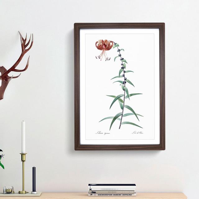 Tiger Lily Flower by Pierre-Joseph Redoute - Picture Frame Painting Print East Urban Home Frame Option: Walnut Framed, Size: 48cm H x 36cm W x 2cm D on Productcaster.