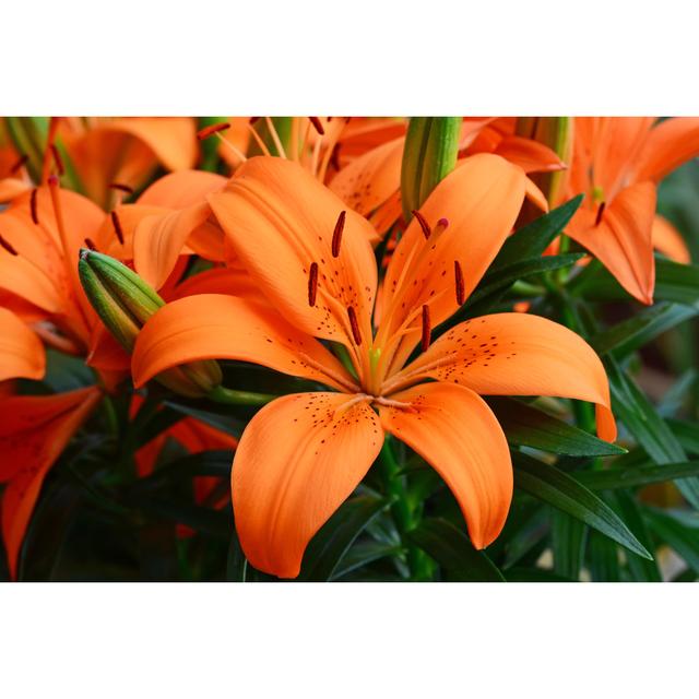 Leinwandbild Lilium, Orange Flower von IMNATURE Ebern Designs Größe: 81cm H x 122cm B on Productcaster.