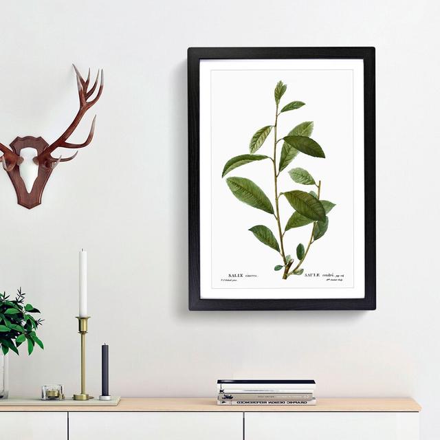 Grey Willow Tree Branch by Pierre-Joseph Redoute - Picture Frame Painting Print East Urban Home Frame Option: Black Framed, Size: 65cm H x 48cm W x 2c on Productcaster.