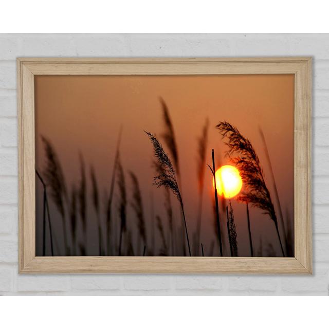 Schilfsilhouette bei Sonnenuntergang - Einzelner Bilderrahmen Kunstdrucke Ebern Designs Größe: 42,1 cm H x 59,7 cm B x 1,5 cm T on Productcaster.