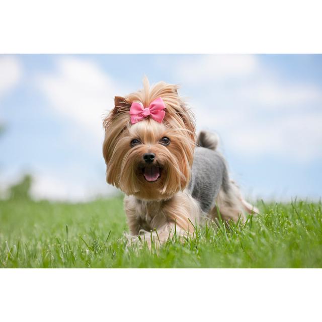 Yorkshire Terrier Dog Running In The Grass by Liliboas - No Frame Print on Canvas Latitude Run Size: 20cm H x 30cm W on Productcaster.