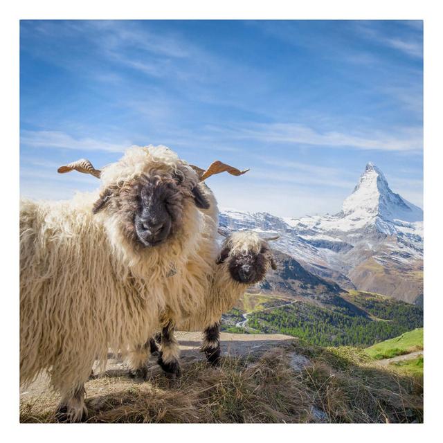 Black - Nosed Sheep From Zermatt - Wrapped Canvas Graphic Art Union Rustic Size: 80cm H x 80cm W, Format: 330g/m³ Recycled canvas on Productcaster.