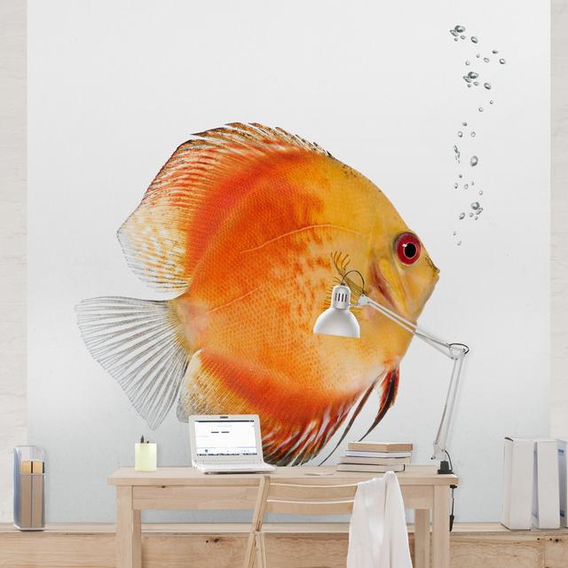 Fiery Red Discus Fish Semi-Gloss Wallpaper Roll East Urban Home Materialqualität: Standard (110g/m²), Size: 2.4m x 240cm on Productcaster.