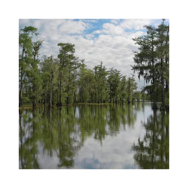 Bald Cypress Swamp, Cypress Island, Lake Martin, Louisiana by Tim Fitzharris - Wrapped Canvas Photograph Latitude Run Size: 30.48cm H x 30.48cm W x 1. on Productcaster.