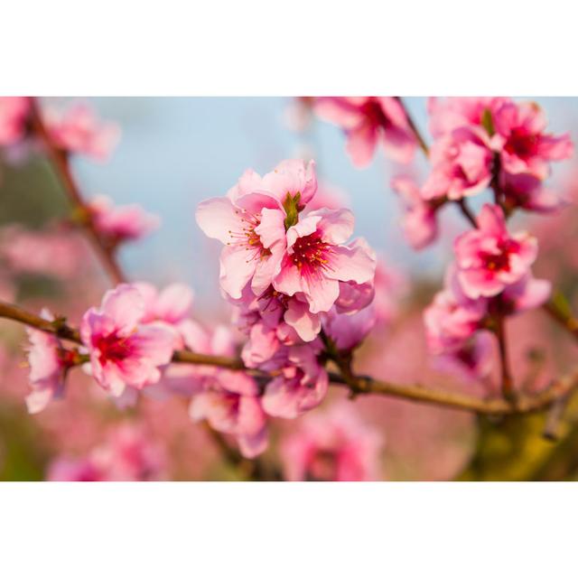 Peach Flowers by Marcoprati - Wrapped Canvas Photograph Ebern Designs Size: 30.48cm x 45.72cm on Productcaster.