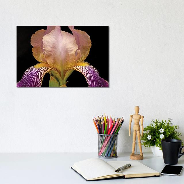 Iris Colours by Brian Wolf - Wrapped Canvas Graphic Art Ebern Designs Size: 20.32cm H x 30.48cm W x 1.91cm D on Productcaster.