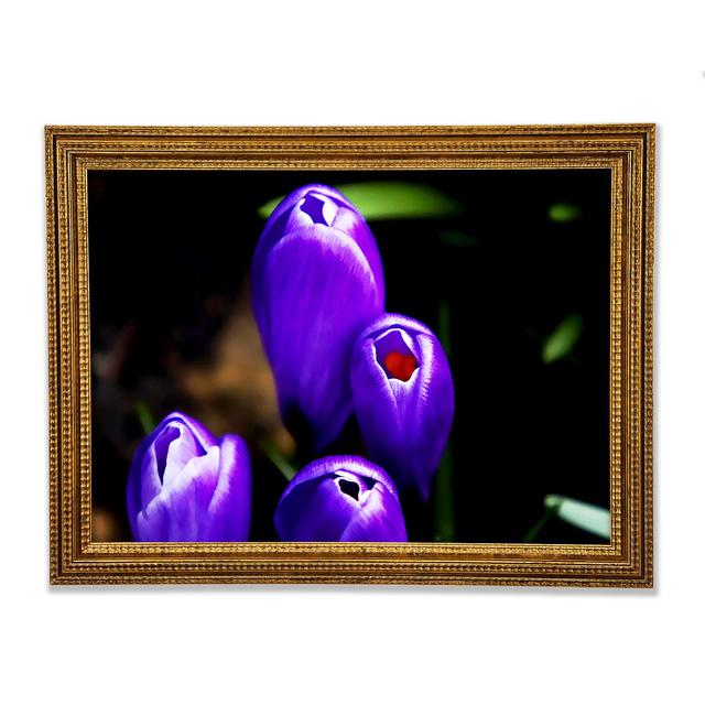 Purple Crocus Delight Framed Print Ebern Designs Size: 29.1cm H x 42cm W on Productcaster.