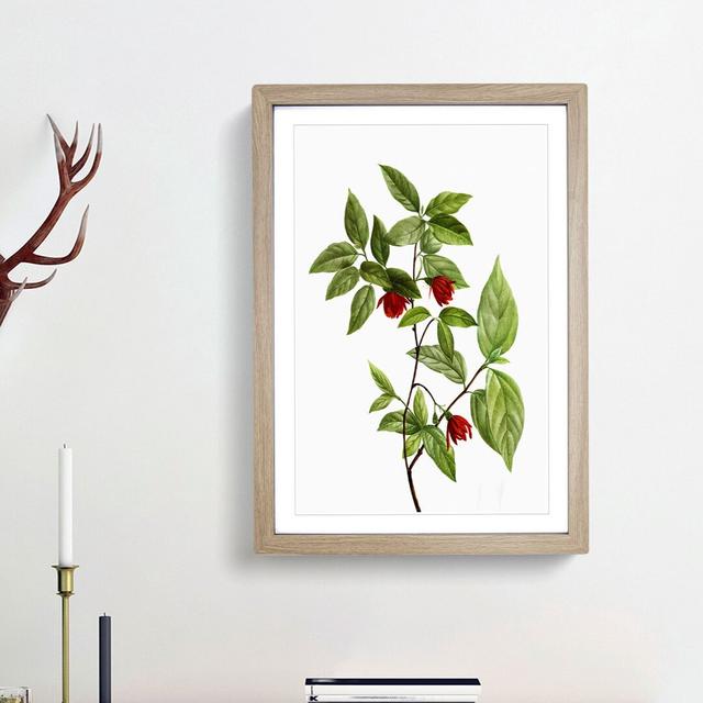 Calycanthus Venus Flowers by Pierre-Joseph Redoute - Picture Frame Painting Print East Urban Home Frame Option: Oak Framed, Size: 48cm H x 36cm W x 2c on Productcaster.