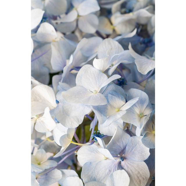 Blue Hydrangea Macrophylla by Jxfzsy - Print Marlow Home Co. Size: 120cm H x 80cm W on Productcaster.