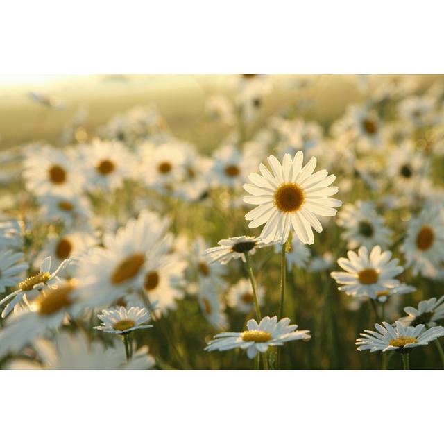 Daisies by Aniszewski - Wrapped Canvas Print 17 Stories Size: 81cm H x 122cm W on Productcaster.