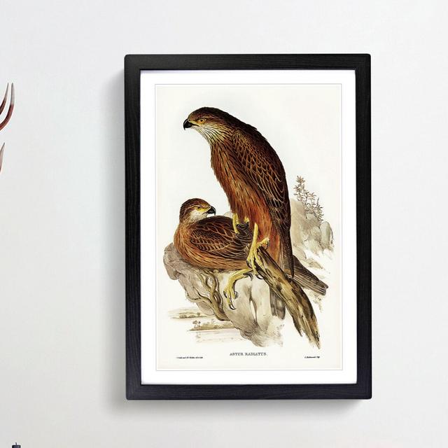 Radiated Goshawks by Elizabeth Gould - Picture Frame Painting Print East Urban Home Frame Option: Black Framed, Size: 48cm H x 36cm W x 2cm D on Productcaster.