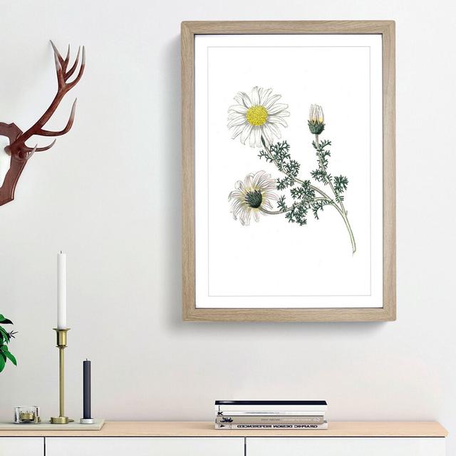 Mount Atlas Daisy Illustration - Picture Frame Painting Print East Urban Home Frame Option: Oak Framed, Size: 36cm H x 27cm W x 2cm D on Productcaster.