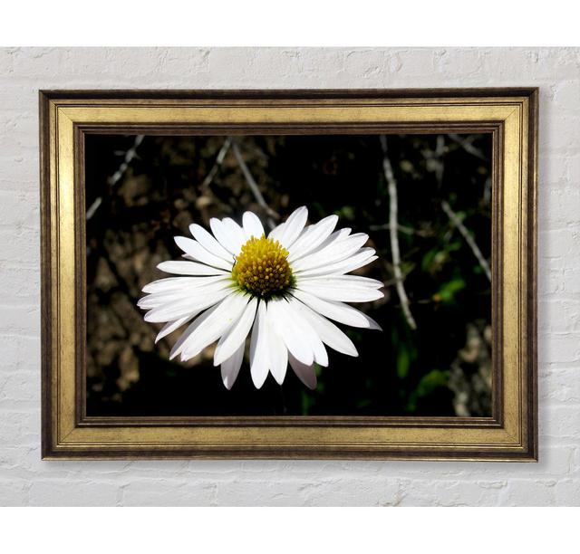 Single Picture Frame Art Prints Bright Star Size: 29.7cm H x 42cm W on Productcaster.