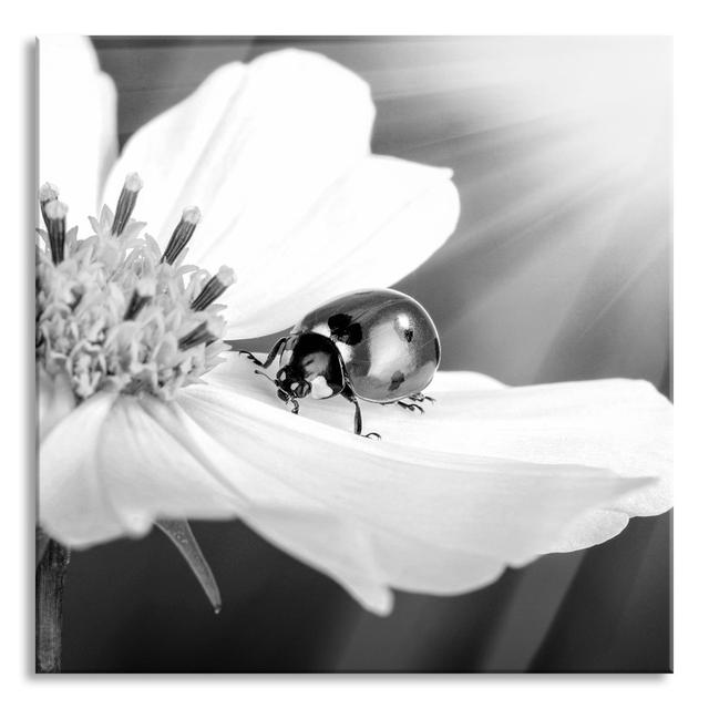 Ladybird on a Flower - Unframed Photograph on Glass August Grove Size: 70cm H x 70cm W x 0.4cm D on Productcaster.