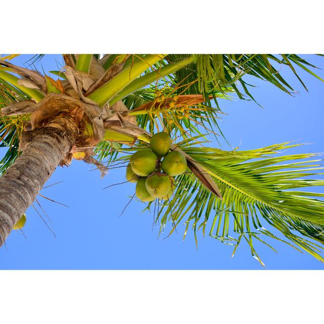 Coconut Palm Trees - Wrapped Canvas Photograph 17 Stories Size: 81cm H x 122cm W on Productcaster.