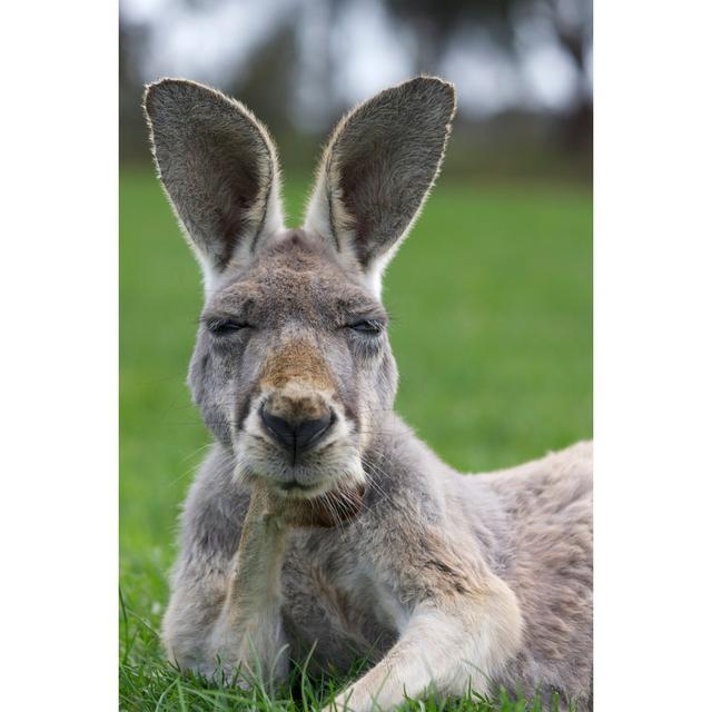 Thinking Kangaroo by MoMorad - Photographic Print 17 Stories Size: 46cm H x 30cm W on Productcaster.