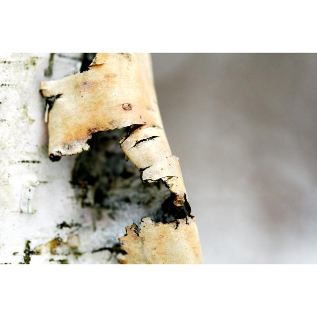 Birch Bark Curled In Winter by Driftlessstudio - No Frame Art Prints on Canvas 17 Stories Size: 61cm H x 91cm W on Productcaster.