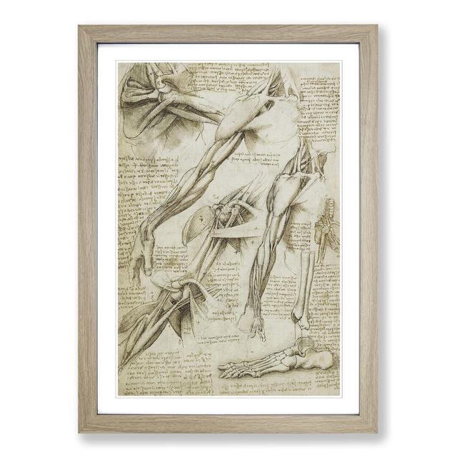 Anatomy 2 by Leonardo Da Vinci Framed Painting Print East Urban Home Frame Colour: Oak on Productcaster.