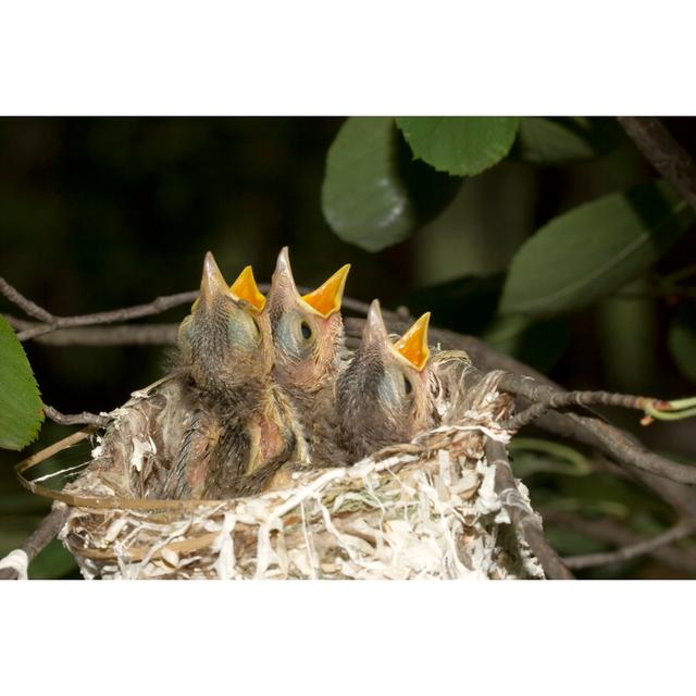 Just Hatched Red-Eyed Vireos by Ronnie Wilson - Wrapped Canvas Photograph Ebern Designs Size: 61Cm H x 91Cm W on Productcaster.