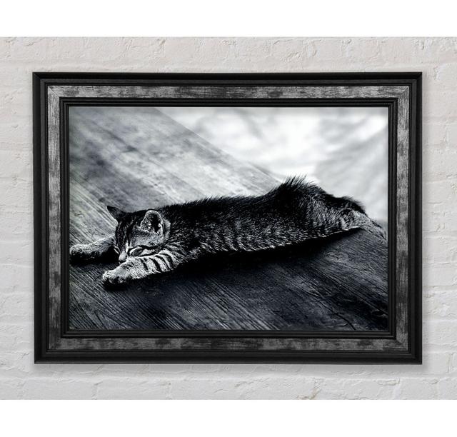 Kitten Dream - Single Picture Frame Art Prints Bright Star Size: 42cm H x 59.7cm W x 8cm D on Productcaster.