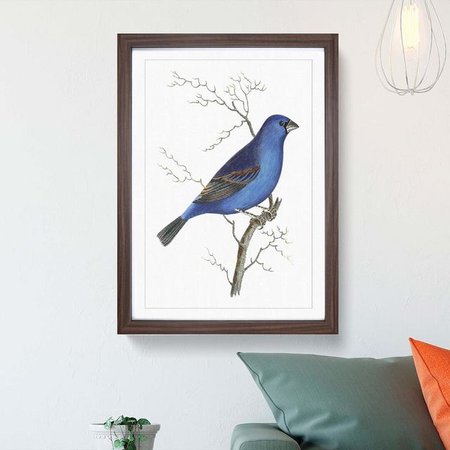 Blue Grosbeak Bird by George Shaw - Picture Frame Painting East Urban Home Format: Walnut, Size: 60cm H x 40cm W x 2cm D on Productcaster.