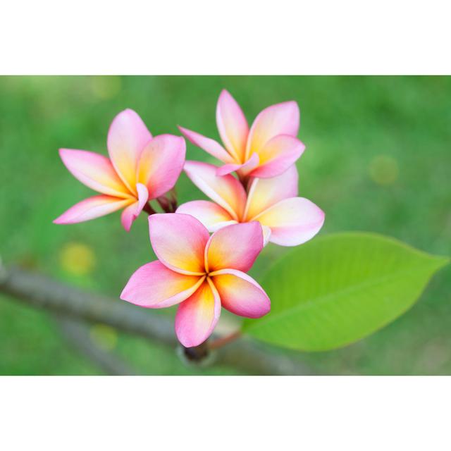 Plumeria Flower by Foto76 - Wrapped Canvas Photograph Marlow Home Co. Size: 20cm H x 30cm W on Productcaster.