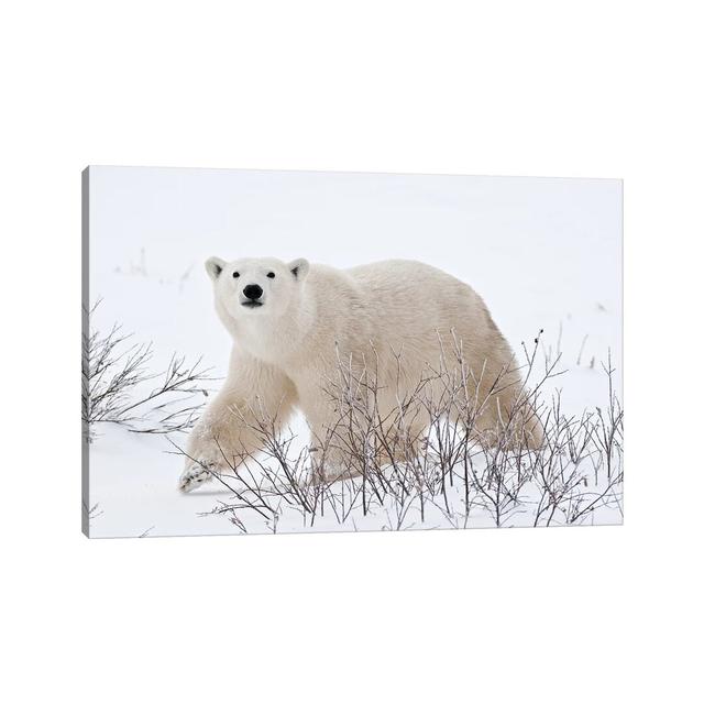 Canada, Manitoba, Churchill by Jaynes Gallery - Wrapped Canvas Photograph Alpen Home Size: 30.48cm H x 45.72cm W x 1.905cm D on Productcaster.