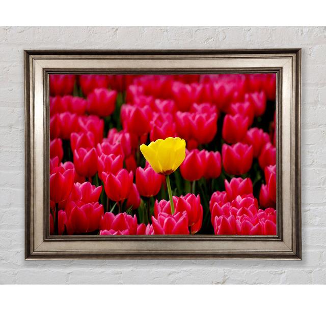 Single Picture Frame Art Prints Bright Star Size: 84.1cm H x 142.2cm W on Productcaster.