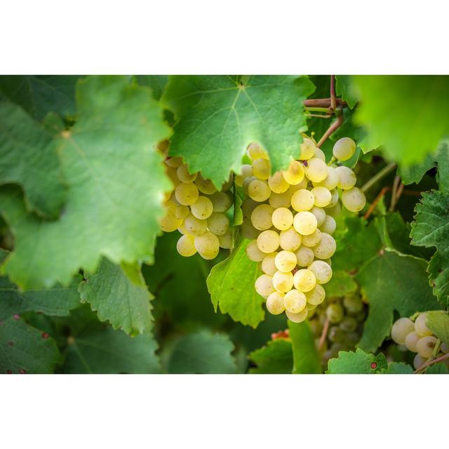 Chardonnay Grapes Growing on Vine, Western Australia by Chrissmith731 - Wrapped Canvas Photograph August Grove Size: 30.48cm H x 45.72cm W on Productcaster.