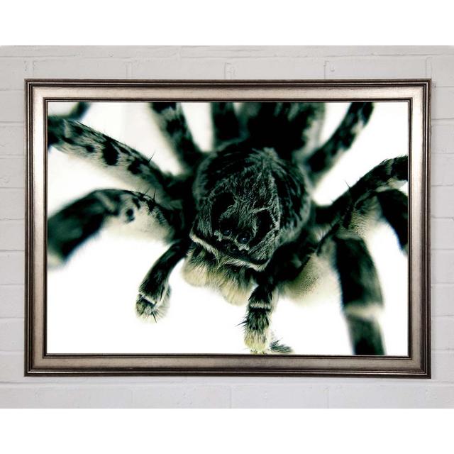 Spider Stare Framed Print Wall Art Latitude Run Size: 84.1cm H x 118.9cm W x 1.5cm D, Format: Gunmetal Framed Paper on Productcaster.