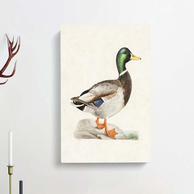 Male Mallard Duck by Von Wright - Wrapped Canvas Graphic Art Print East Urban Home Size: 50cm H x 35cm W x 3cm D on Productcaster.