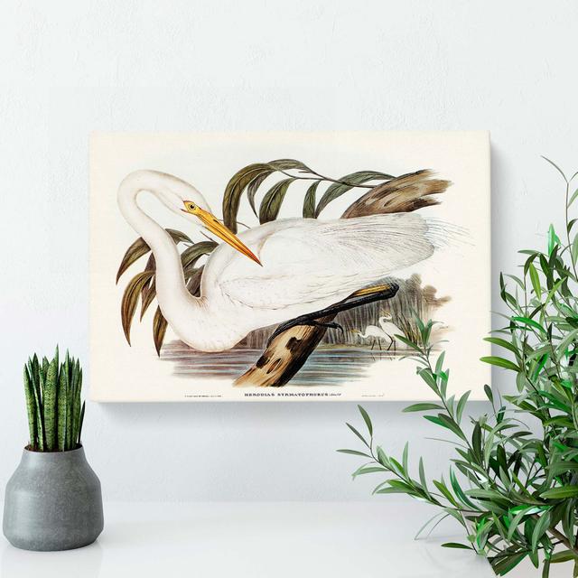 Australian Egret by Elizabeth Gould - Wrapped Canvas Painting East Urban Home Size: 35cm H x 50cm W x 3cm D on Productcaster.