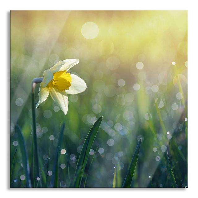 Daffodil In The Morning Sun - No Frame Print on Glass Brayden Studio Size: 60cm H x 60cm W x 0.4cm D on Productcaster.