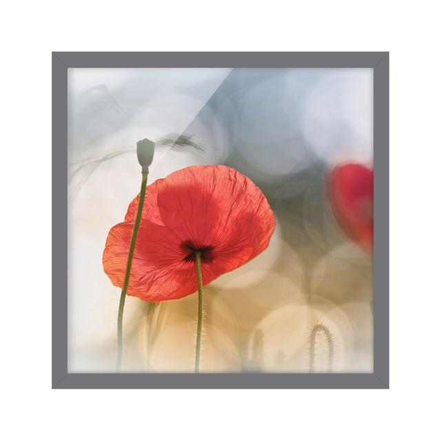 Poppies in the Morning - Picture Frame Photograph Ebern Designs Frame Option: Grey Framed, Size: 50cm H x 50cm W x 2cm D on Productcaster.