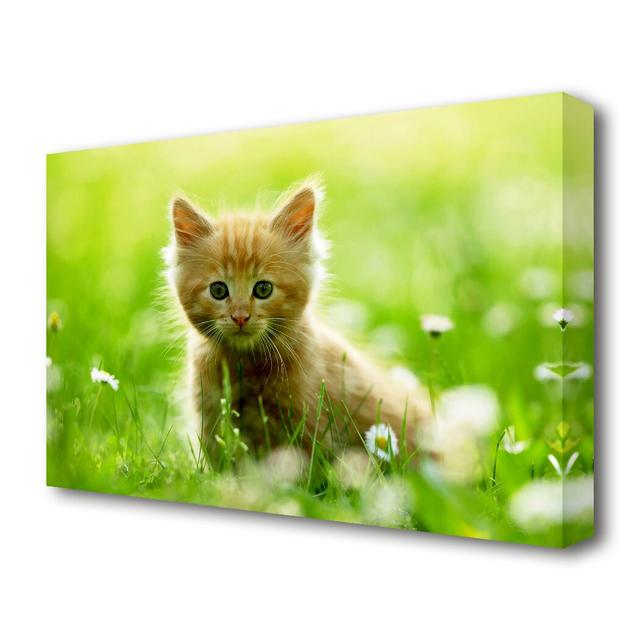 Playful Kitten Wildlife - Photograph Print on Canvas East Urban Home Size: 35.6 cm H x 50.8 cm W on Productcaster.