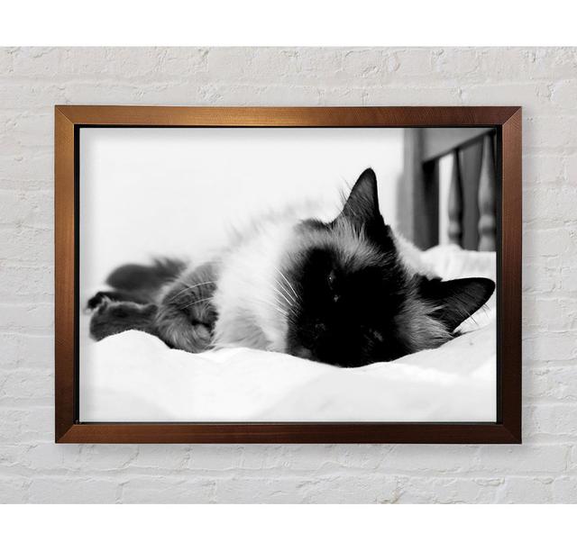 Its A Cats Life B N W Framed Print 17 Stories Size: 42.1cm H x 59.7cm W on Productcaster.