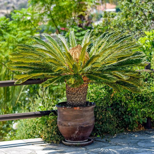 Female Sago Palm in Flowerpot by IgorSPb - Wrapped Canvas Photograph Bay Isle Home Size: 51cm H x 51cm W x 3.8cm D on Productcaster.