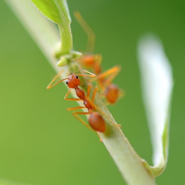 Red Ant - Print Latitude Run Size: 60cm H x 60cm W on Productcaster.