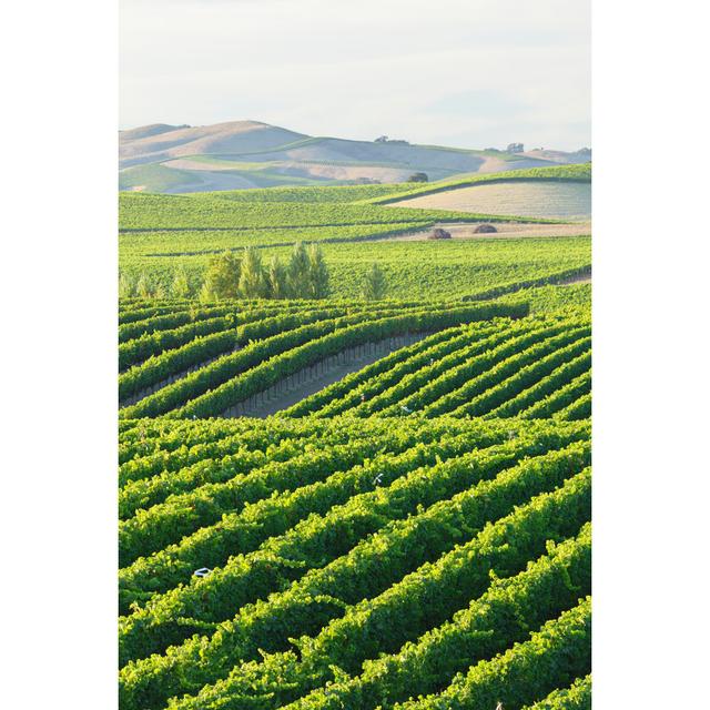 Vineyard Landscapel by S. Greg Panosian - Wrapped Canvas Print 17 Stories Size: 90cm H x 60cm W on Productcaster.