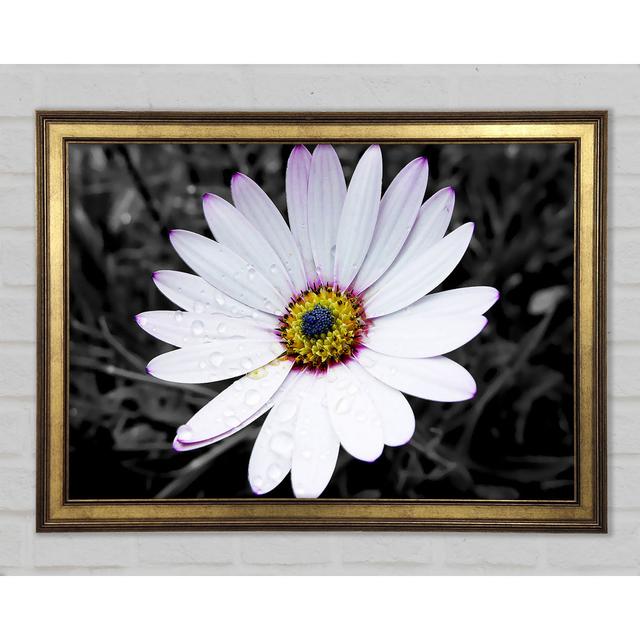 White Daisy On B N W - Single Picture Frame Art Prints 17 Stories Size: 84.1cm H x 118.9cm W x 1.5cm D on Productcaster.