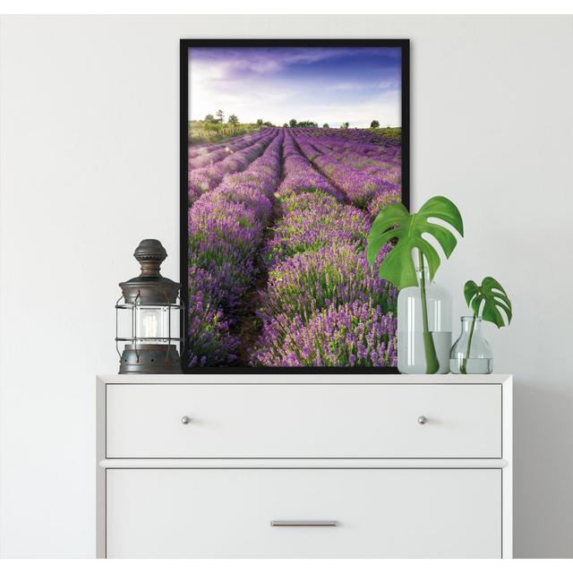 Gerahmtes Foto "Lavender Field in Provence" Lily Manor Größe: 100 cm H x 70 cm B x 2.5 cm T on Productcaster.