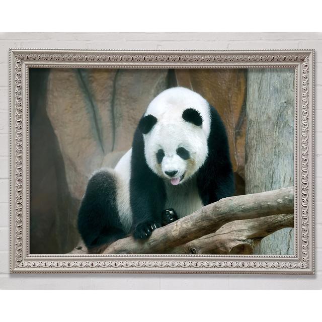 Panda Tongue - Single Picture Frame Art Prints Bright Star Size: 59.7cm H x 84.1cm W x 3cm D on Productcaster.