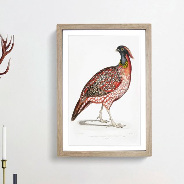 Chinese Horned Pheasant Illustration by John Edward Gray - Picture Frame Painting Print East Urban Home Frame Option: Oak Framed, Size: 48cm H x 36cm on Productcaster.