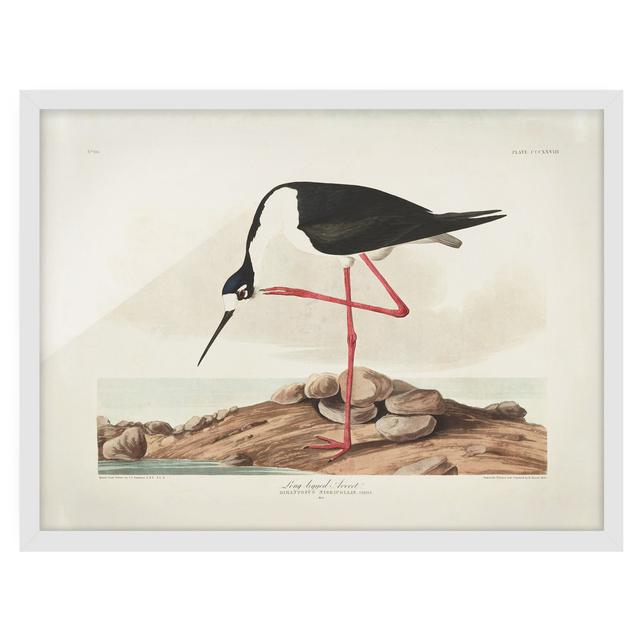 Picture With Frame - Vintage Educational Long-legged Avocet - Landscape format 3:4 Highland Dunes Frame Option: White, Size: 70cm H x 100cm W x 2cm D on Productcaster.