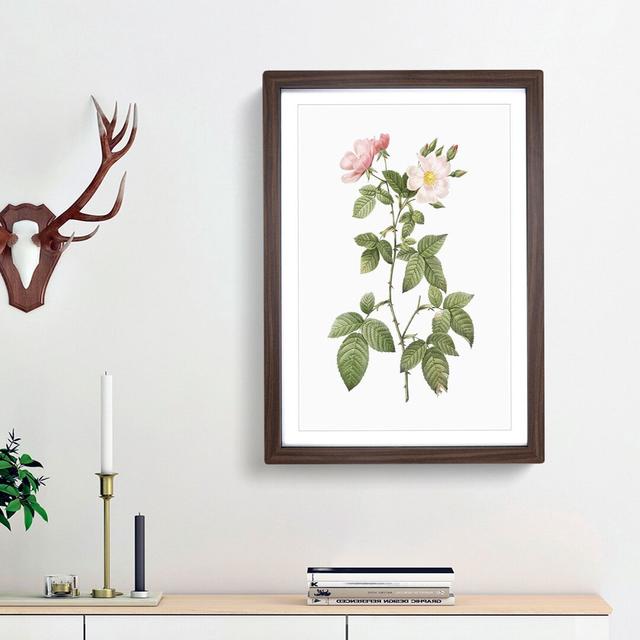 Redleaf Rose in Bloom by Pierre-Joseph Redoute - Picture Frame Painting Print East Urban Home Frame Option: Walnut Framed, Size: 36cm H x 27cm W x 2cm on Productcaster.