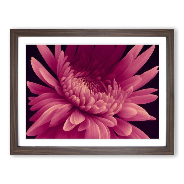 Thrilling Chrysanthemum Flower - Picture Frame Graphic Art Marlow Home Co. Size: 46cm H x 64cm W x 2cm D, Frame Colour: Walnut Framed on Productcaster.