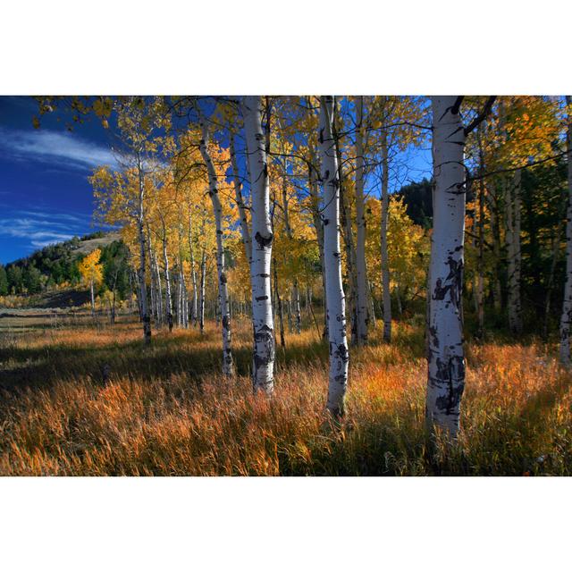 Aspen Grove in Wyoming - Wrapped Canvas Art Prints Marlow Home Co. Size: 75cm H x 50cm W on Productcaster.