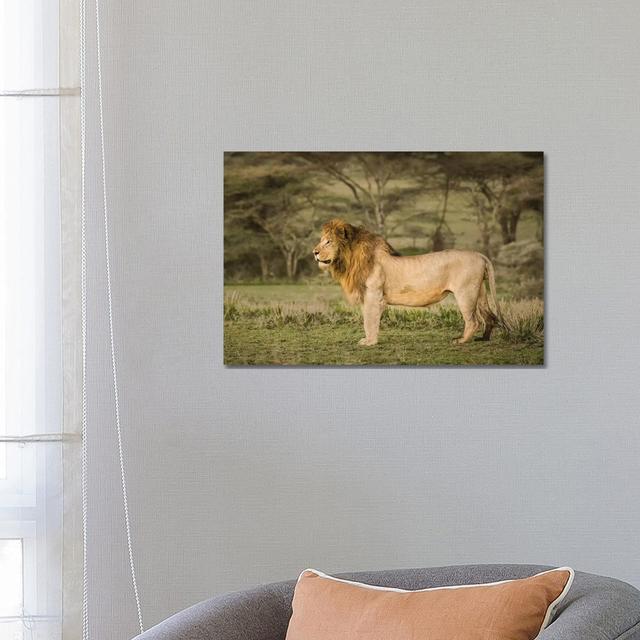 Africa, Tanzania, Ngorongoro Conservation Area. Male Lion In Profile by Jaynes Gallery - Wrapped Canvas Print Brayden Studio Size: 45.72cm H x 66.04cm on Productcaster.