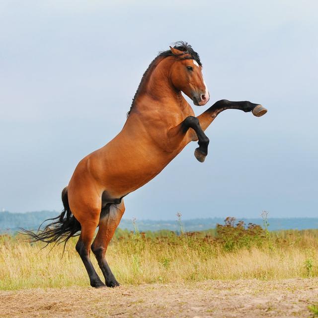 Bay Horse - Wrapped Canvas Photograph Natur Pur Size: 76cm H x 76cm W x 3.8cm D on Productcaster.